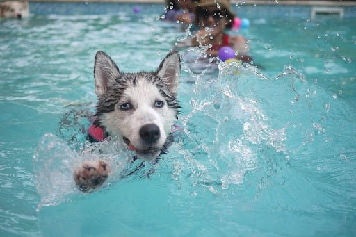 Fun in the pool