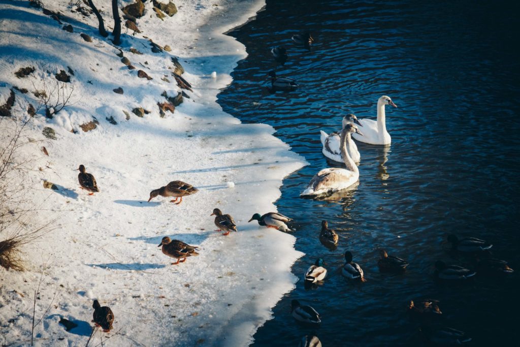 Duck Lake