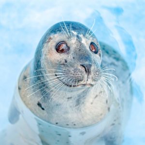 Seal